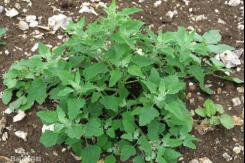 广东疾控:这些野菜野蘑菇,都有毒! 广东疾控:这些野菜野蘑菇,都有毒!