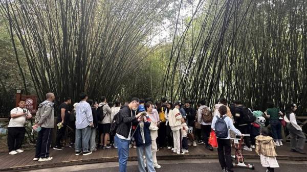 最牛赏“花”!一只“顶流猫儿”助力成都熊猫基地成五一全国最火景点之一 最牛赏“花”!一只“顶流猫儿”助力成都熊猫基地成五一全国最火景点之一