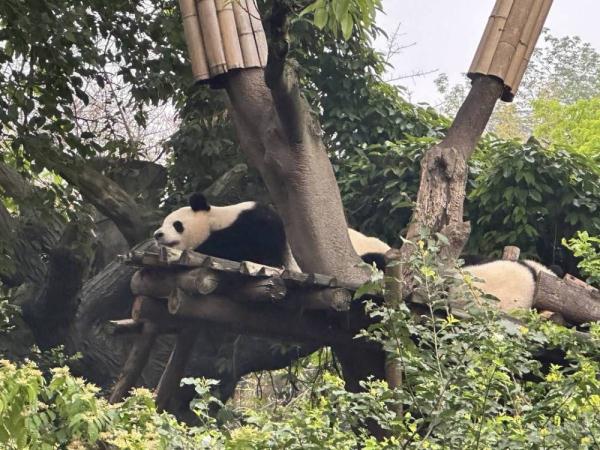 最牛赏“花”!一只“顶流猫儿”助力成都熊猫基地成五一全国最火景点之一 最牛赏“花”!一只“顶流猫儿”助力成都熊猫基地成五一全国最火景点之一