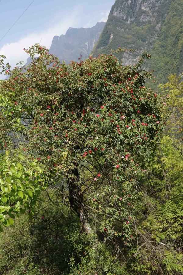 重庆阴条岭发现国家二级保护野生植物——单瓣月季花