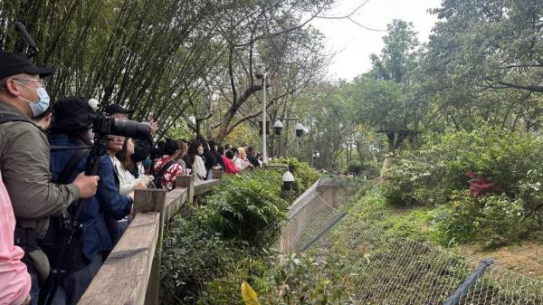 最牛赏“花”!一只“顶流猫儿”助力成都熊猫基地成五一全国最火景点之一 最牛赏“花”!一只“顶流猫儿”助力成都熊猫基地成五一全国最火景点之一