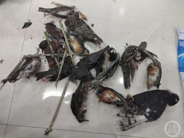 男子家中“咕咕”声引民警警觉：搜出野生猫头鹰和几十只死鸟