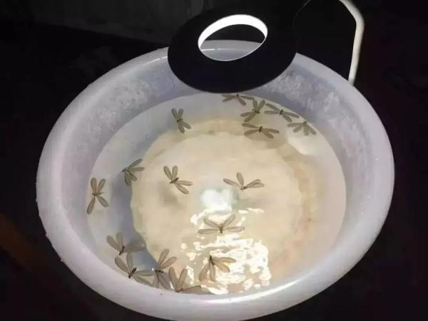 黄梅天来了？上海人最怕的东西已蠢蠢欲动？专家：预计月底集中出现...