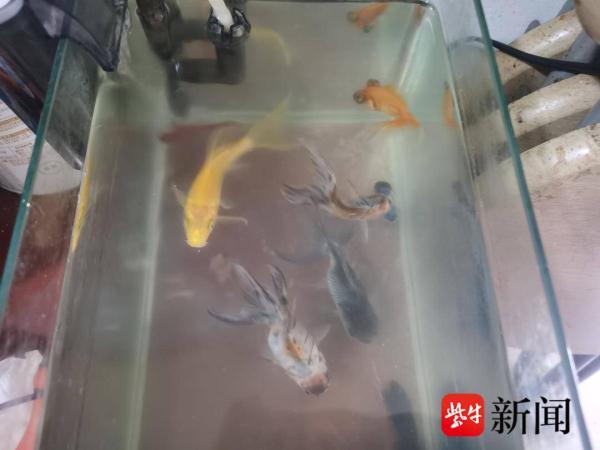 “背娃送外卖爆火”的骑手把在老家的大女儿接来南京却无学可上，父女三人回蚌埠继续找学校