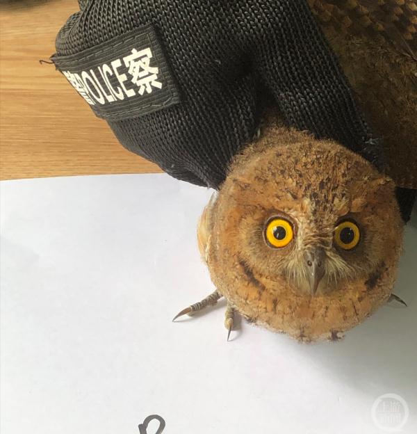 男子家中“咕咕”声引民警警觉：搜出野生猫头鹰和几十只死鸟