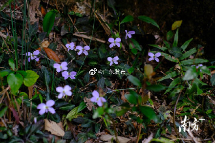 又一新物种以“潮州”命名