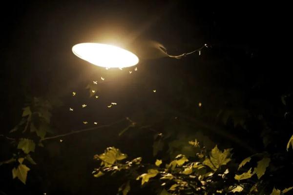 黄梅天来了？上海人最怕的东西已蠢蠢欲动？专家：预计月底集中出现...