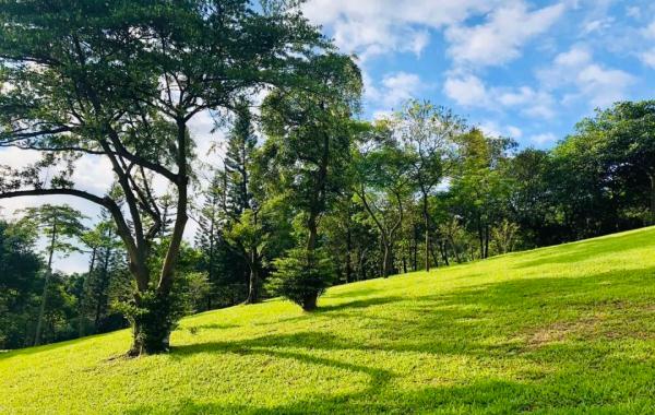 名单来了！广州拟开放73处公园草坪搭帐篷！