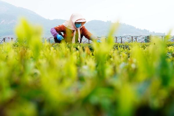 日照岚山：从“一叶”到“多业”的华丽蝶变