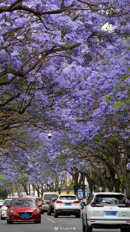 收藏！初夏蓝花楹壁纸