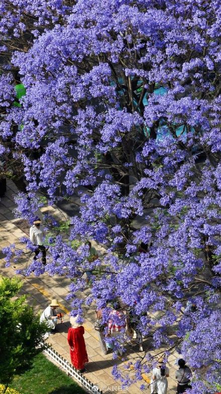 收藏！初夏蓝花楹壁纸