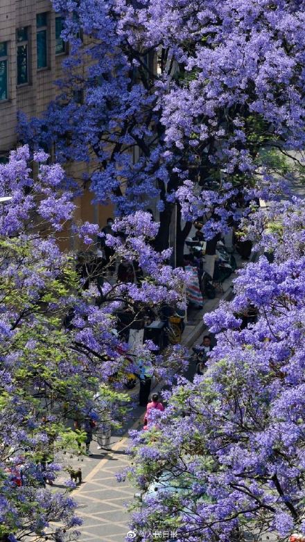 收藏！初夏蓝花楹壁纸