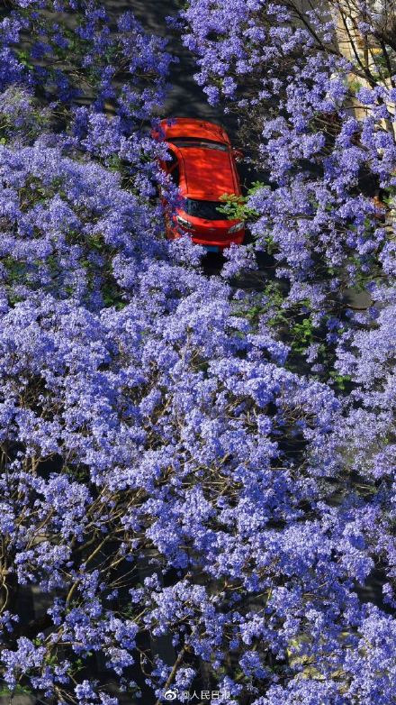 收藏！初夏蓝花楹壁纸