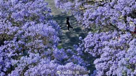 收藏！初夏蓝花楹壁纸