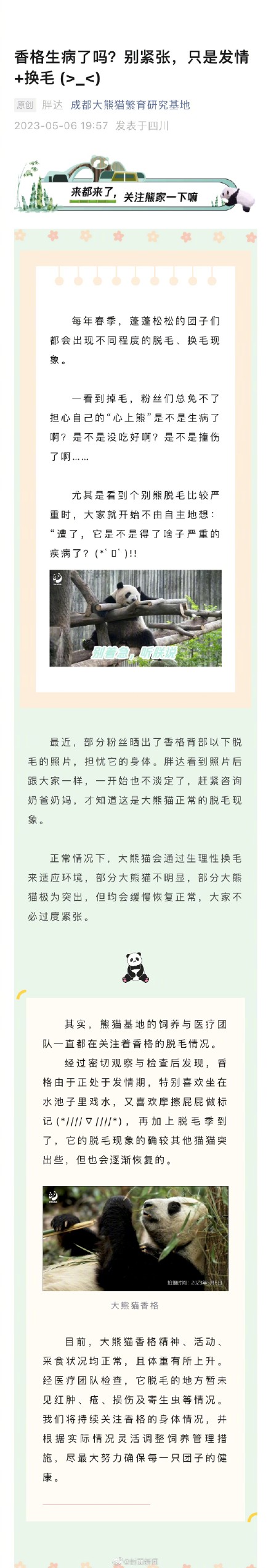 成都熊猫基地：传熊猫香格生病系发情换毛