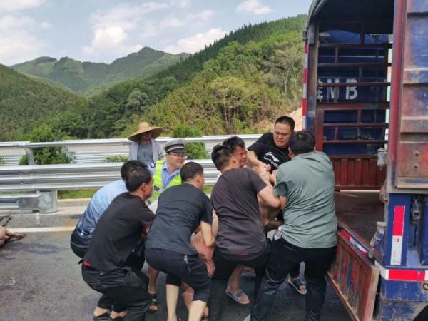 7头猪高速“惊慌失措”，只因驾驶人忘了这动作！