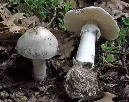 紧急提醒！发现这个，千万不要碰