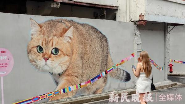 上海有条老街被猫咪“占领”了?这些“猫主子”的故事萌萌哒 上海有条老街被猫咪“占领”了?这些“猫主子”的故事萌萌哒