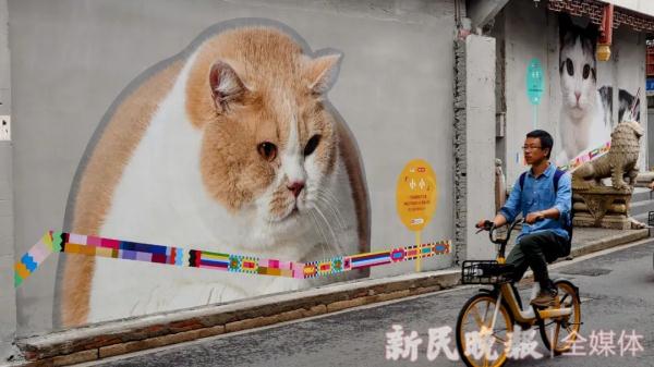 上海有条老街被猫咪“占领”了?这些“猫主子”的故事萌萌哒 上海有条老街被猫咪“占领”了?这些“猫主子”的故事萌萌哒