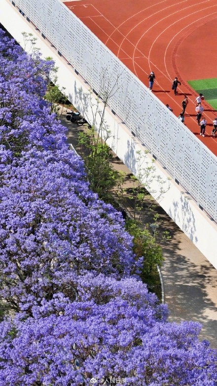 收藏！初夏蓝花楹壁纸