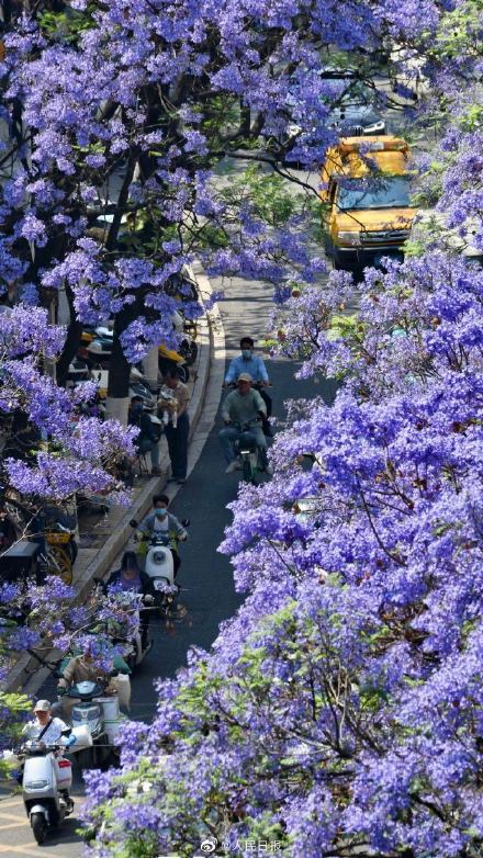 收藏！初夏蓝花楹壁纸