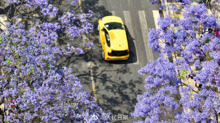 收藏！初夏蓝花楹壁纸