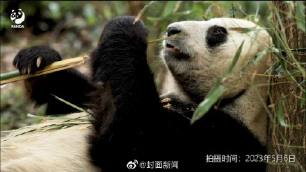 成都熊猫基地：传熊猫香格生病系发情换毛