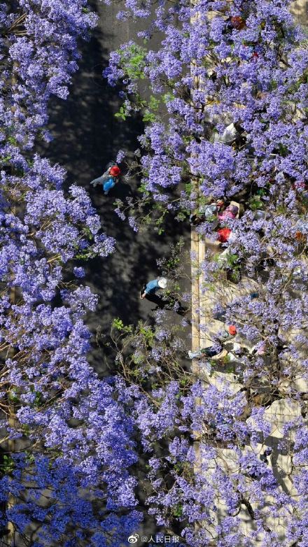 收藏！初夏蓝花楹壁纸