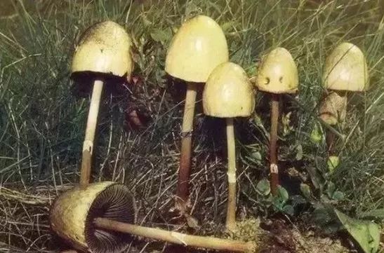 紧急提醒！发现这个，千万不要碰