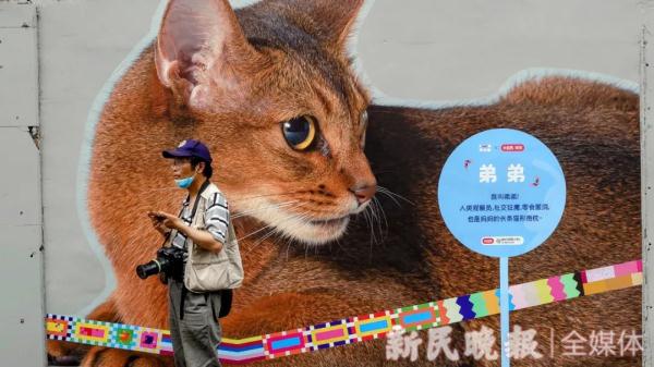 上海有条老街被猫咪“占领”了?这些“猫主子”的故事萌萌哒 上海有条老街被猫咪“占领”了?这些“猫主子”的故事萌萌哒