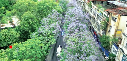 沉醉！蓝花楹真是绝绝紫