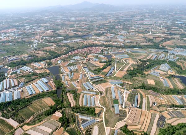 山东青岛：万亩蓝莓采摘忙