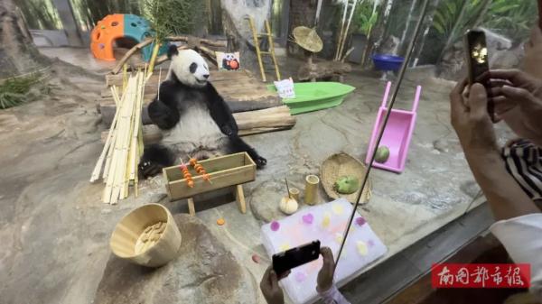羡慕了！吹着空调撸着串，海南的大熊猫这样过夏天→
