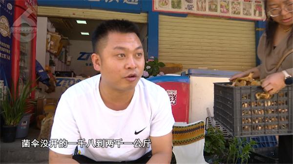2400元一公斤！“野生菌自由”还得等等