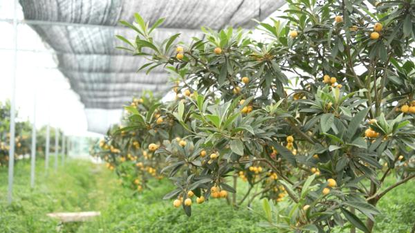 高甜预警！杭州人超爱的这一口来了！价格嘛......