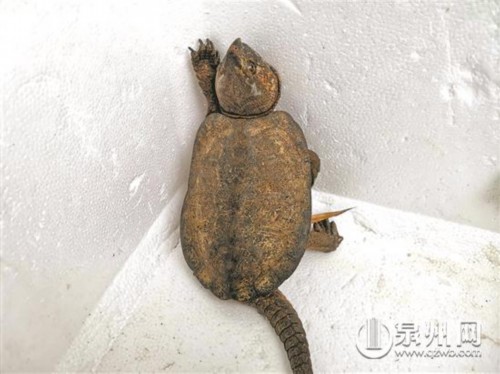 路边发现鹰嘴乌龟 报警后确认为二级保护动物