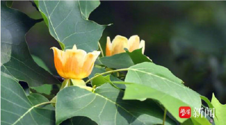 南京梅花山鹅掌楸开花 南京梅花山鹅掌楸开花