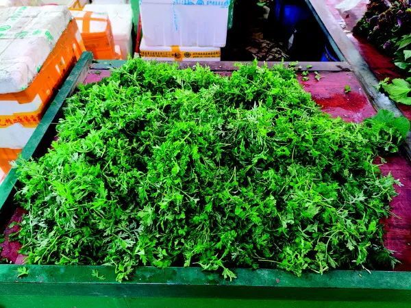 喜欢尝“鲜”的市民，采摘这些“野味”要谨慎！