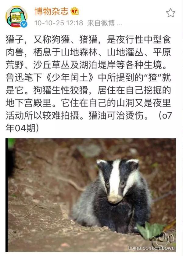 是鲁迅先生笔下的“猹”?小家伙受伤“求药”,警察蜀黍都出动了! 是鲁迅先生笔下的“猹”?小家伙受伤“求药”,警察蜀黍都出动了!