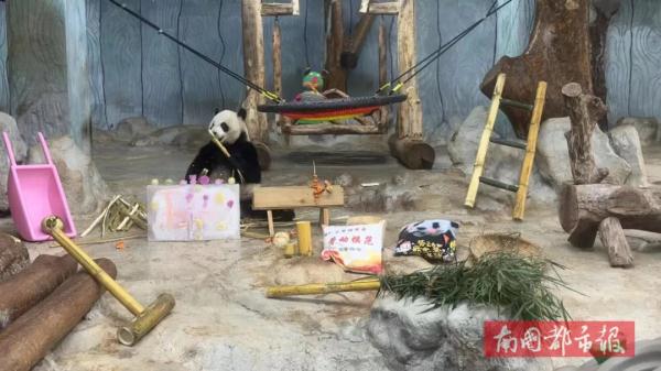 羡慕了！吹着空调撸着串，海南的大熊猫这样过夏天→