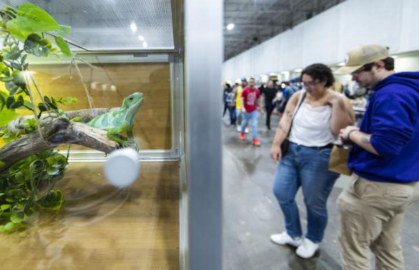加拿大举办爬行动物与植物展
