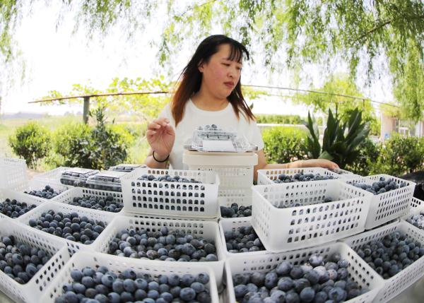 山东青岛：万亩蓝莓采摘忙