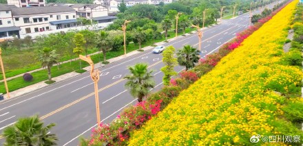 沉醉！蓝花楹真是绝绝紫