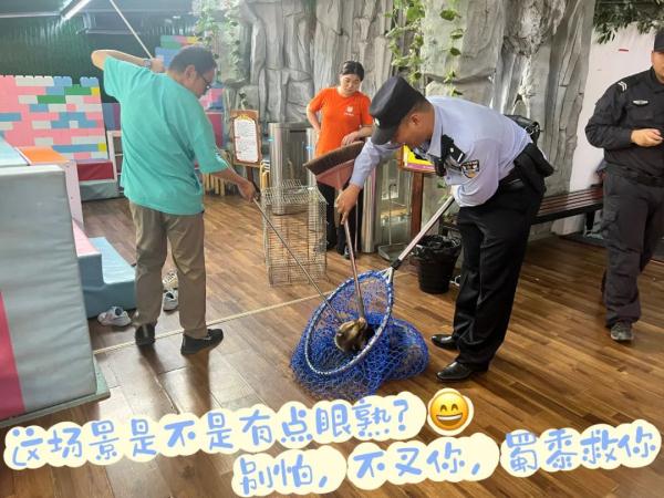 是鲁迅先生笔下的“猹”?小家伙受伤“求药”,警察蜀黍都出动了! 是鲁迅先生笔下的“猹”?小家伙受伤“求药”,警察蜀黍都出动了!