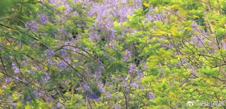 沉醉！蓝花楹真是绝绝紫