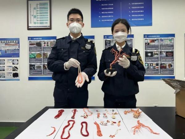 广州海关在进境寄递渠道查获濒危红珊瑚制品44件