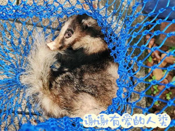 是鲁迅先生笔下的“猹”?小家伙受伤“求药”,警察蜀黍都出动了! 是鲁迅先生笔下的“猹”?小家伙受伤“求药”,警察蜀黍都出动了!