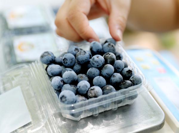 山东青岛：万亩蓝莓采摘忙