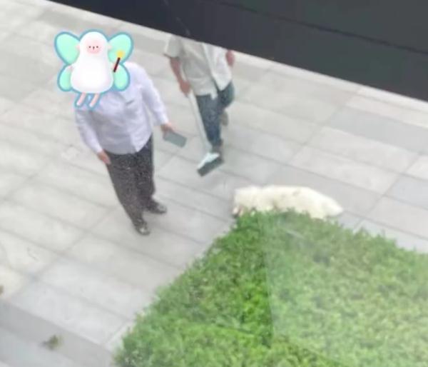 情侣吵架，竟把狗从高楼摔下致死！
