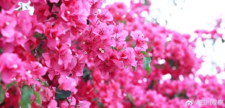 沉醉！蓝花楹真是绝绝紫